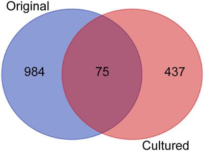 Culture Enrichment Combined With Long-Read Sequencing Facilitates Genomic Understanding of Hadal Sediment Microbes